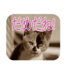 猫の世間話 (Vol.1)（個別スタンプ：25）