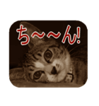 猫の世間話 (Vol.1)（個別スタンプ：26）