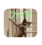 猫の世間話 (Vol.1)（個別スタンプ：27）