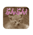 猫の世間話 (Vol.1)（個別スタンプ：28）