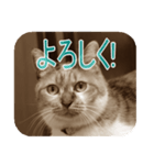 猫の世間話 (Vol.1)（個別スタンプ：29）