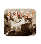 猫の世間話 (Vol.1)（個別スタンプ：30）