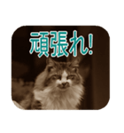 猫の世間話 (Vol.1)（個別スタンプ：31）