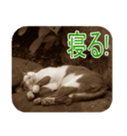猫の世間話 (Vol.1)（個別スタンプ：32）