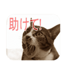 猫の世間話 (Vol.1)（個別スタンプ：33）