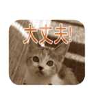 猫の世間話 (Vol.1)（個別スタンプ：34）