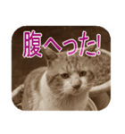 猫の世間話 (Vol.1)（個別スタンプ：35）