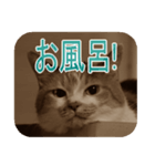 猫の世間話 (Vol.1)（個別スタンプ：36）