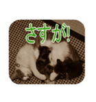 猫の世間話 (Vol.1)（個別スタンプ：37）
