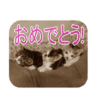 猫の世間話 (Vol.1)（個別スタンプ：38）