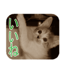 猫の世間話 (Vol.1)（個別スタンプ：39）