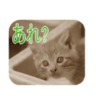 猫の世間話 (Vol.1)（個別スタンプ：40）