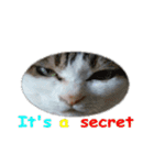 Every day for cats（個別スタンプ：1）