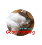 Every day for cats（個別スタンプ：2）