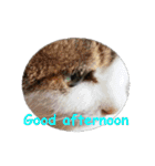 Every day for cats（個別スタンプ：3）