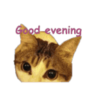 Every day for cats（個別スタンプ：4）