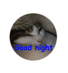 Every day for cats（個別スタンプ：5）