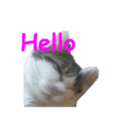 Every day for cats（個別スタンプ：6）