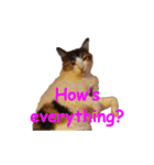 Every day for cats（個別スタンプ：9）