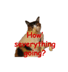 Every day for cats（個別スタンプ：10）