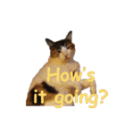 Every day for cats（個別スタンプ：11）