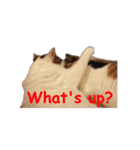 Every day for cats（個別スタンプ：12）