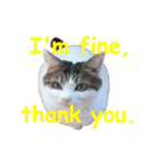 Every day for cats（個別スタンプ：14）
