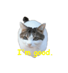 Every day for cats（個別スタンプ：15）