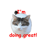 Every day for cats（個別スタンプ：16）