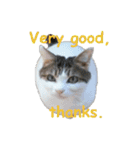 Every day for cats（個別スタンプ：17）