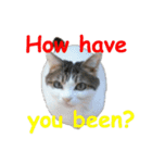 Every day for cats（個別スタンプ：18）