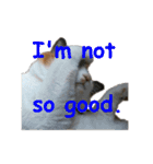 Every day for cats（個別スタンプ：23）