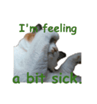Every day for cats（個別スタンプ：24）