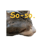 Every day for cats（個別スタンプ：26）