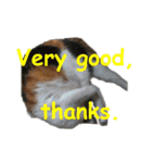 Every day for cats（個別スタンプ：27）