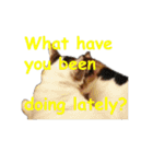 Every day for cats（個別スタンプ：28）