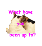 Every day for cats（個別スタンプ：29）