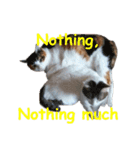 Every day for cats（個別スタンプ：31）
