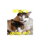 Every day for cats（個別スタンプ：32）