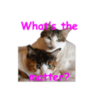 Every day for cats（個別スタンプ：33）