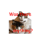 Every day for cats（個別スタンプ：34）