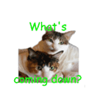 Every day for cats（個別スタンプ：35）