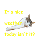 Every day for cats（個別スタンプ：36）