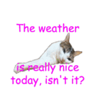 Every day for cats（個別スタンプ：37）