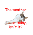 Every day for cats（個別スタンプ：38）