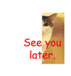 Every day for cats（個別スタンプ：40）