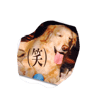 ゴールデンリトリバースタンプ（個別スタンプ：8）