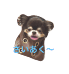 チワワの小町♪日常編2（個別スタンプ：1）
