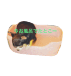 チワワの小町♪日常編2（個別スタンプ：4）