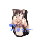 チワワの小町♪日常編2（個別スタンプ：6）